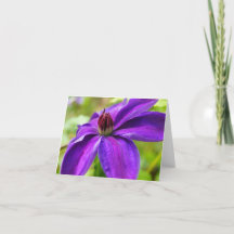 Clematis Hej!