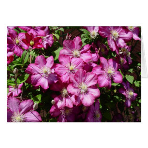 Clematis i Bloom Hälsningskort