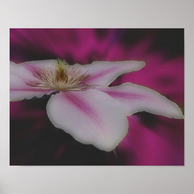 Clematis i Rosa Flower Close Up Poster (Framsidan)