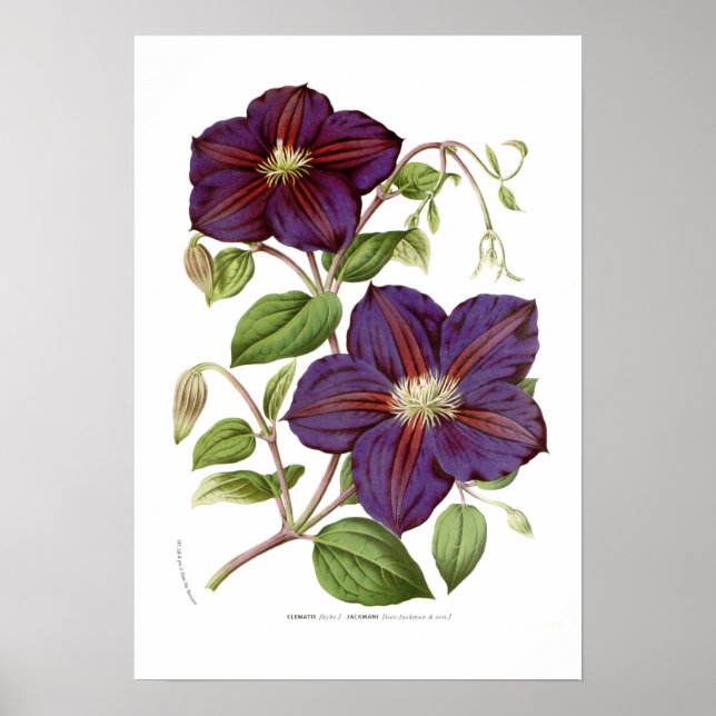 Clematis jackmani poster (Framsidan)