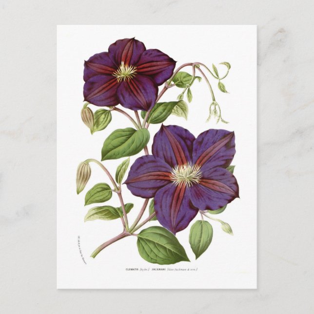 Clematis jackmani vykort (Framsida)