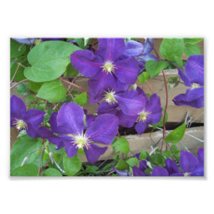 Clematis Jackmanii Superba Fototryck
