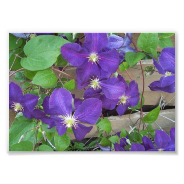 Clematis Jackmanii Superba Fototryck (Framsidan)
