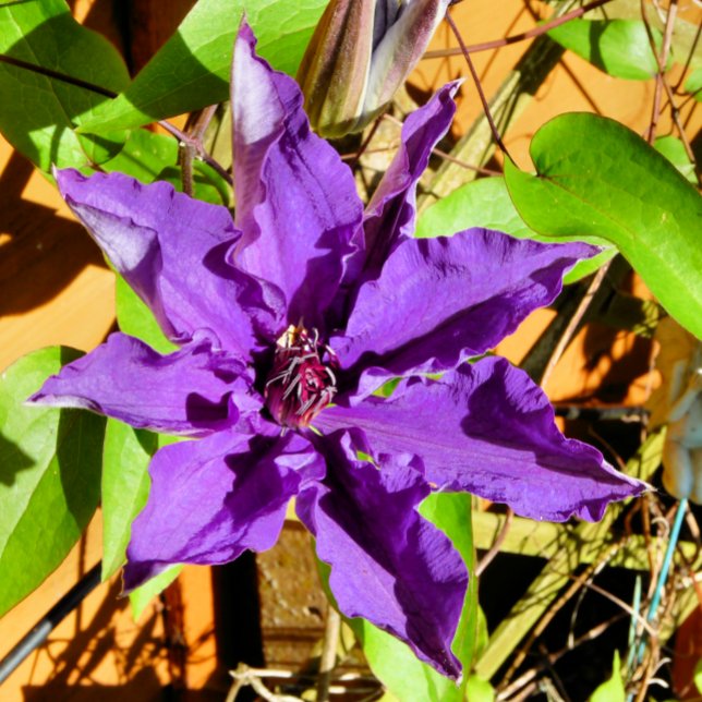 CLEMATIS KAKELPLATTA (Skapare uppladdad)
