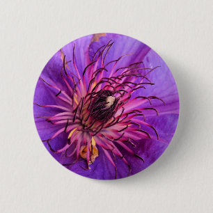 CLEMATIS KNAPP