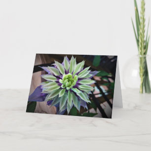 Clematis, kort