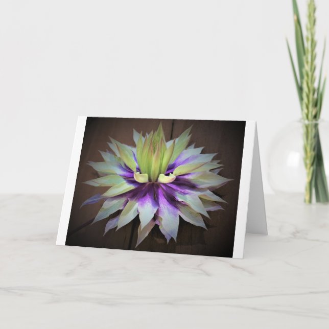 Clematis, kort (Framsida)