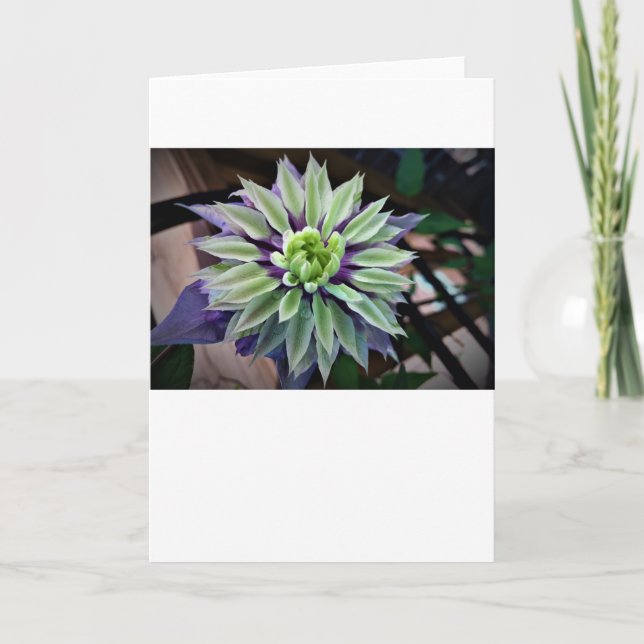 Clematis, kort (Framsida)