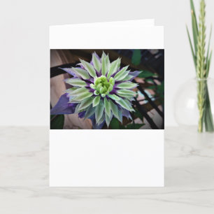 Clematis, kort