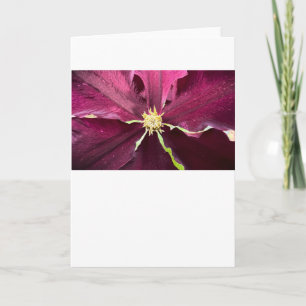 Clematis, kort