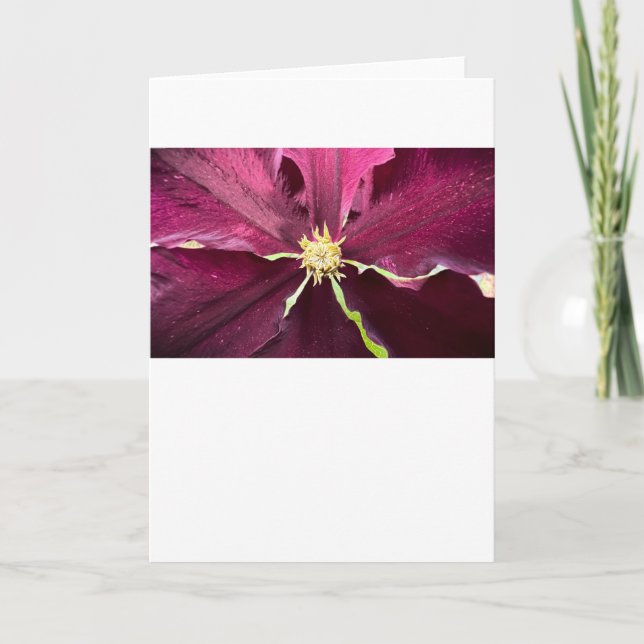 Clematis, kort (Framsida)