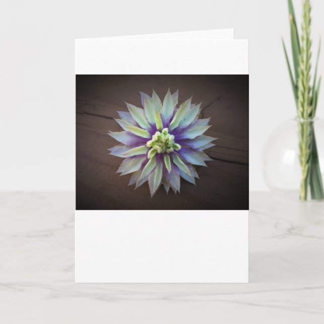 Clematis, kort (Framsida)