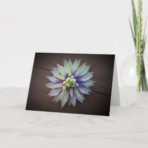 Clematis, kort
