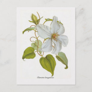 Clematis lanuginosa vykort