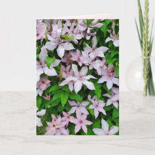 Clematis Lila Vining Flower på Trellis Blank Kort
