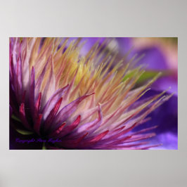 Clematis Macro-utskrift Poster