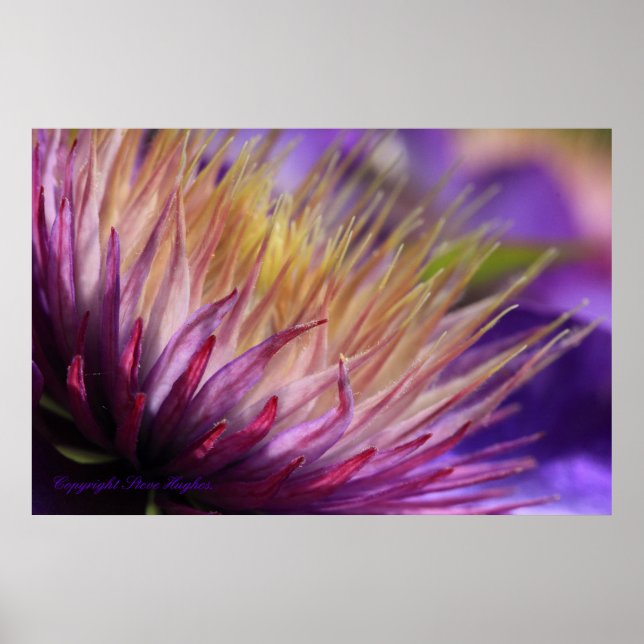 Clematis Macro-utskrift Poster (Framsidan)