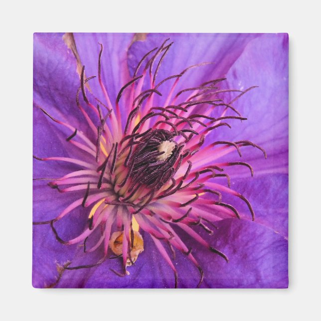 CLEMATIS MAGNET (Framsidan)
