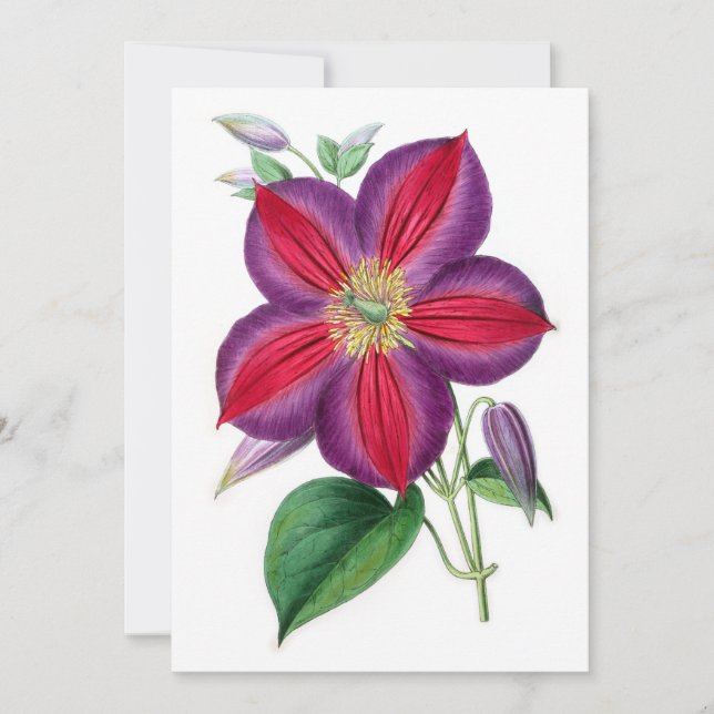 Clematis Magnifica (Framsida)