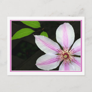 Clematis med Löv Vykort