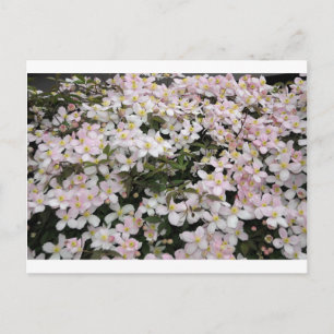Clematis montana Mayleen Vykort
