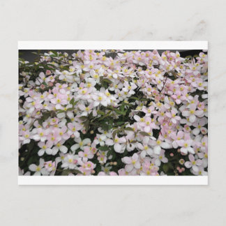 Clematis montana Mayleen Vykort
