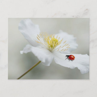Clematis montana med ladybird vykort