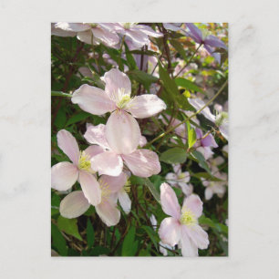 Clematis Montana Vykort