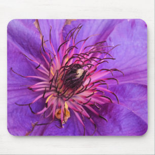 CLEMATIS MUSMATTA