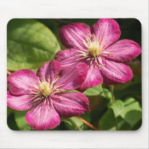 Clematis Musmatta