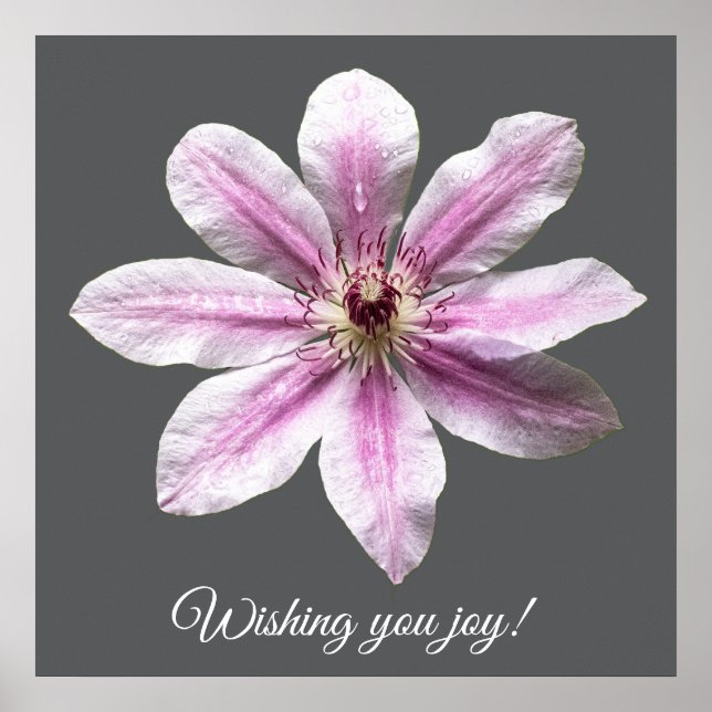 Clematis Nelly Moser Poster (Framsidan)