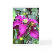 Clematis Niobe på Cawdor Castle Blank Card