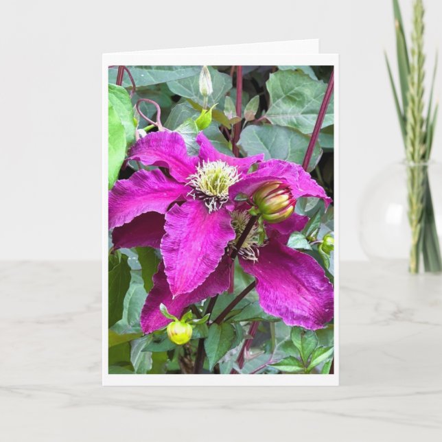Clematis Niobe på Cawdor Castle Blank Card Inbjudan (Framsida)