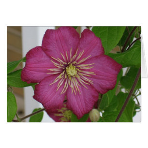 Clematis OBS Kort