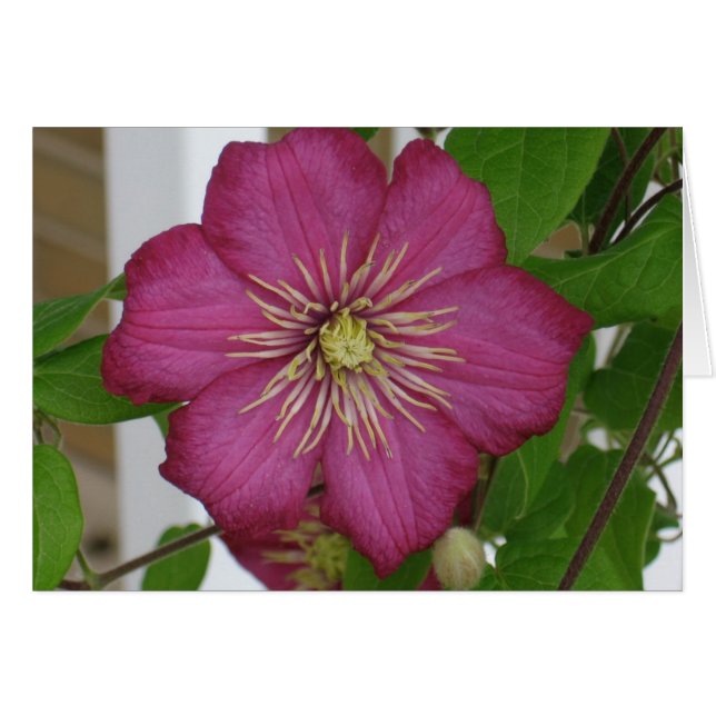 Clematis OBS Kort (Framsidan Horizontal)