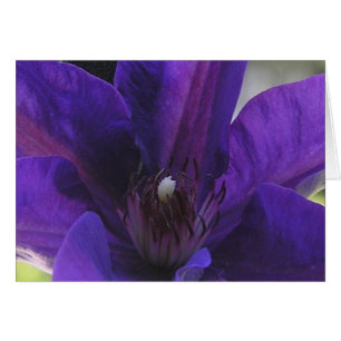 Clematis OBS Kort