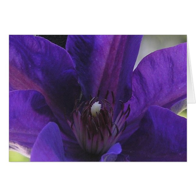 Clematis OBS Kort (Framsidan Horizontal)