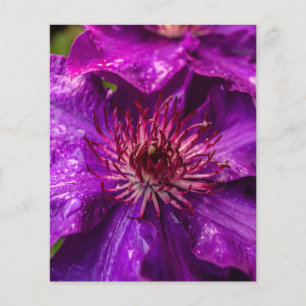 Clematis, ordförande
