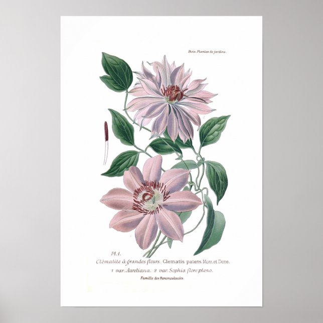 Clematis patens poster (Framsidan)