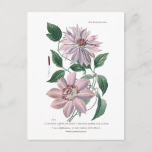 Clematis patens vykort