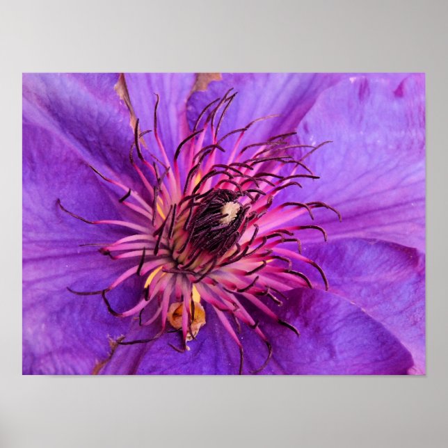 CLEMATIS POSTER (Framsidan)