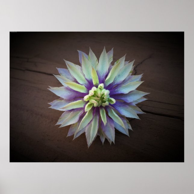 Clematis Poster (Framsidan)