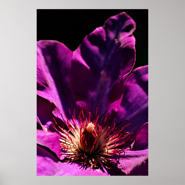 Clematis Poster (Framsidan)