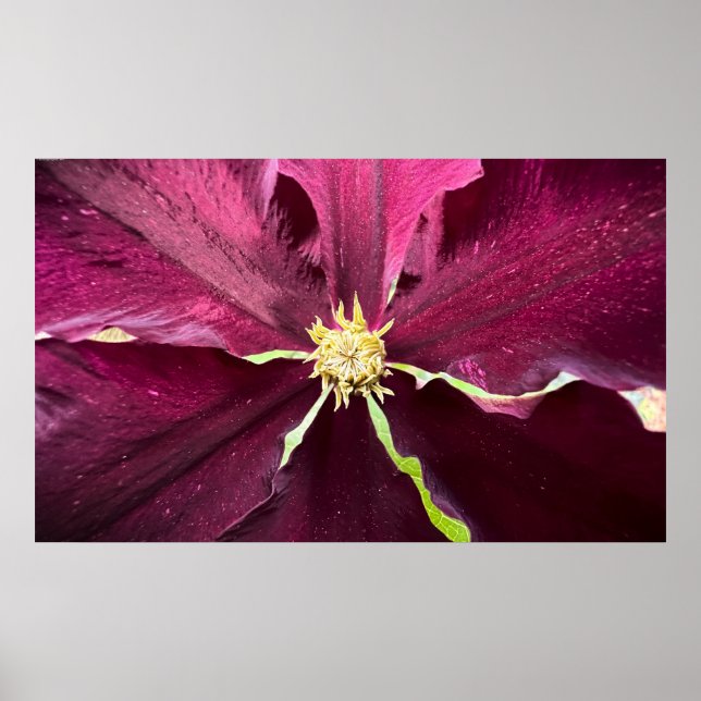 Clematis Poster (Framsidan)
