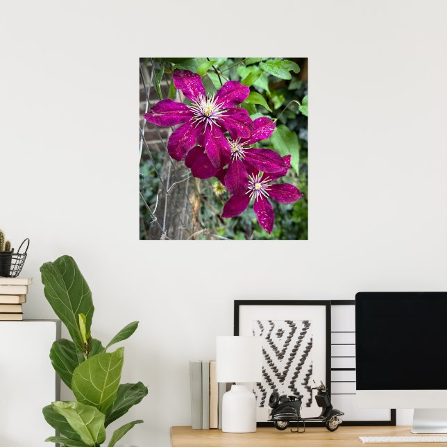 Clematis Poster (Hemmakontoret)