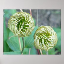 Clematis Seed Head