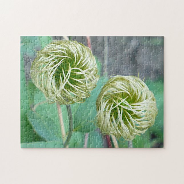 Clematis Seed Head Pussel (Horisontell)