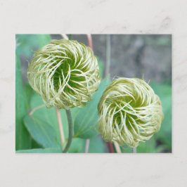Clematis Seed Head Vykort