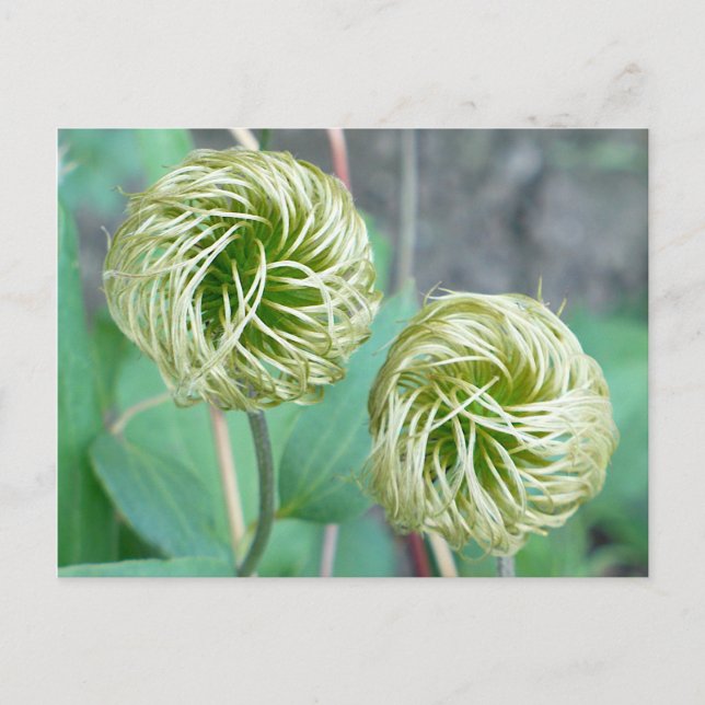 Clematis Seed Head Vykort (Framsida)
