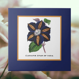 Clematis Star of India Botanical Illustration Kakelplatta